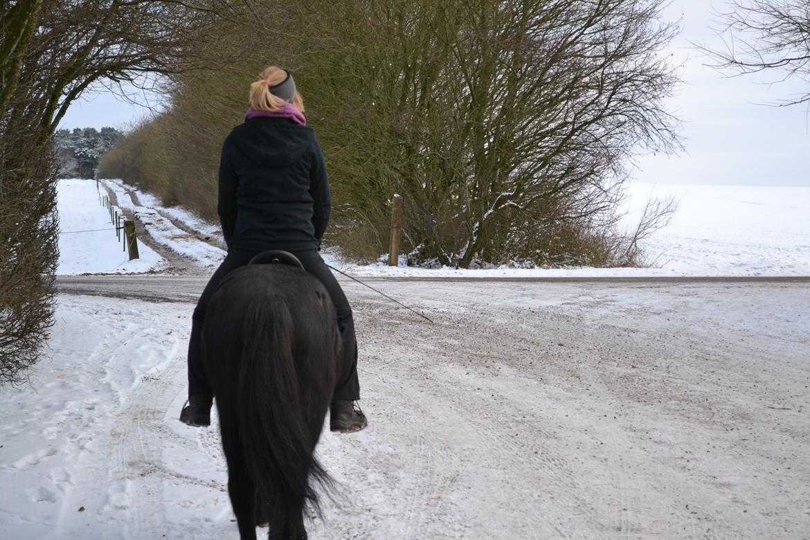 Islænder Askjör fra Lyskjær [Mit kæreste eje] billede 17