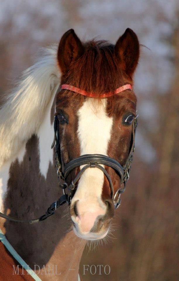 Lewitzer Picasso PIH 93 - Den lækreste pony nogensinde set.<3 billede 16