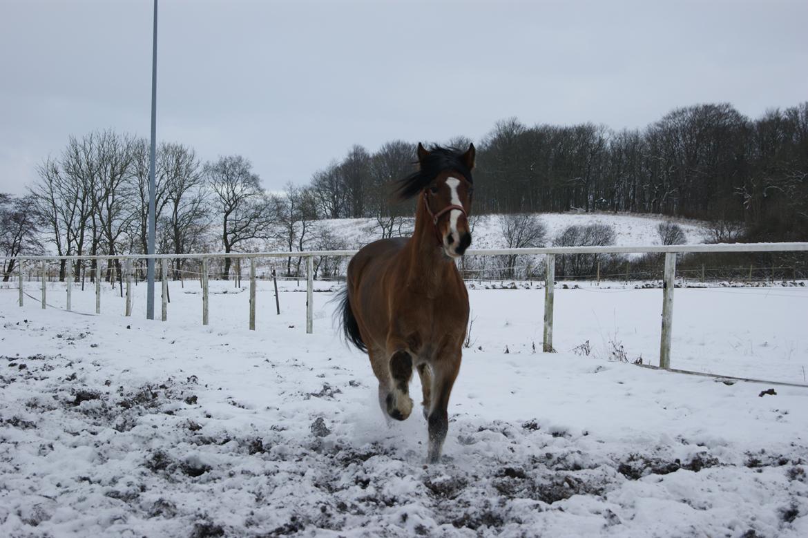 Anden særlig race moonlight billede 19