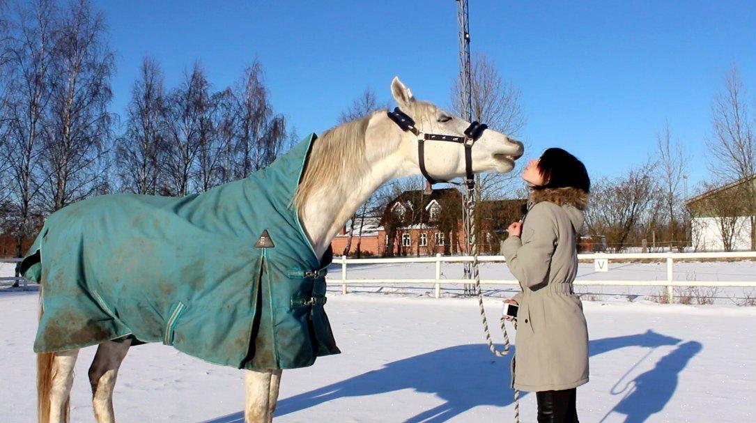 Arabisk fuldblod (OX) Shajmaan *R.I.P* - Kyyyys! d. 20. Januar 2013. billede 9