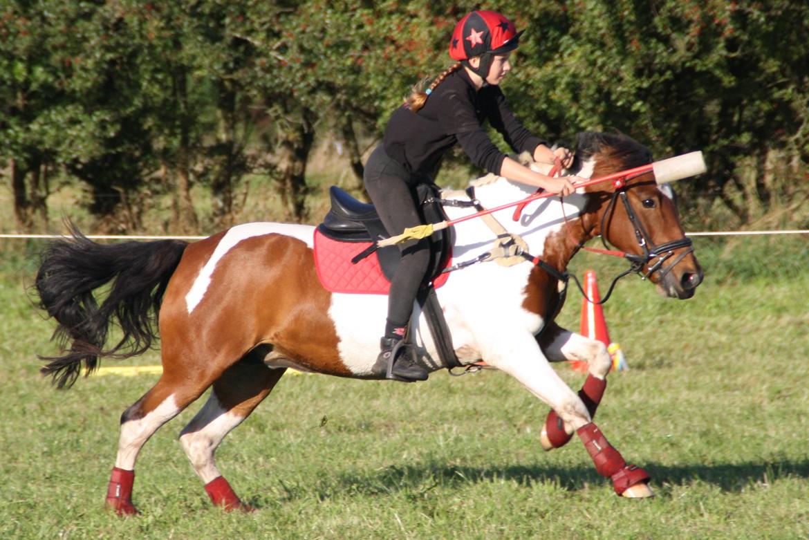 Anden særlig race Mille - DM hold 2012 billede 9