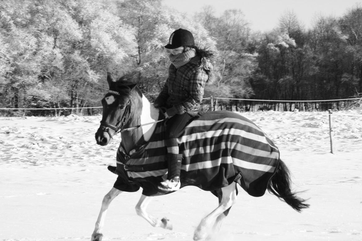 Anden særlig race Mille - Stine og Mille vinter 2012 billede 5