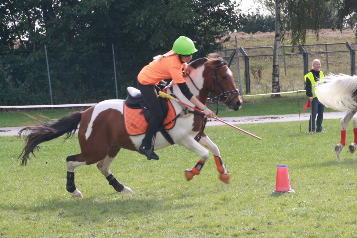 Anden særlig race Mille - DM par 2012 billede 23