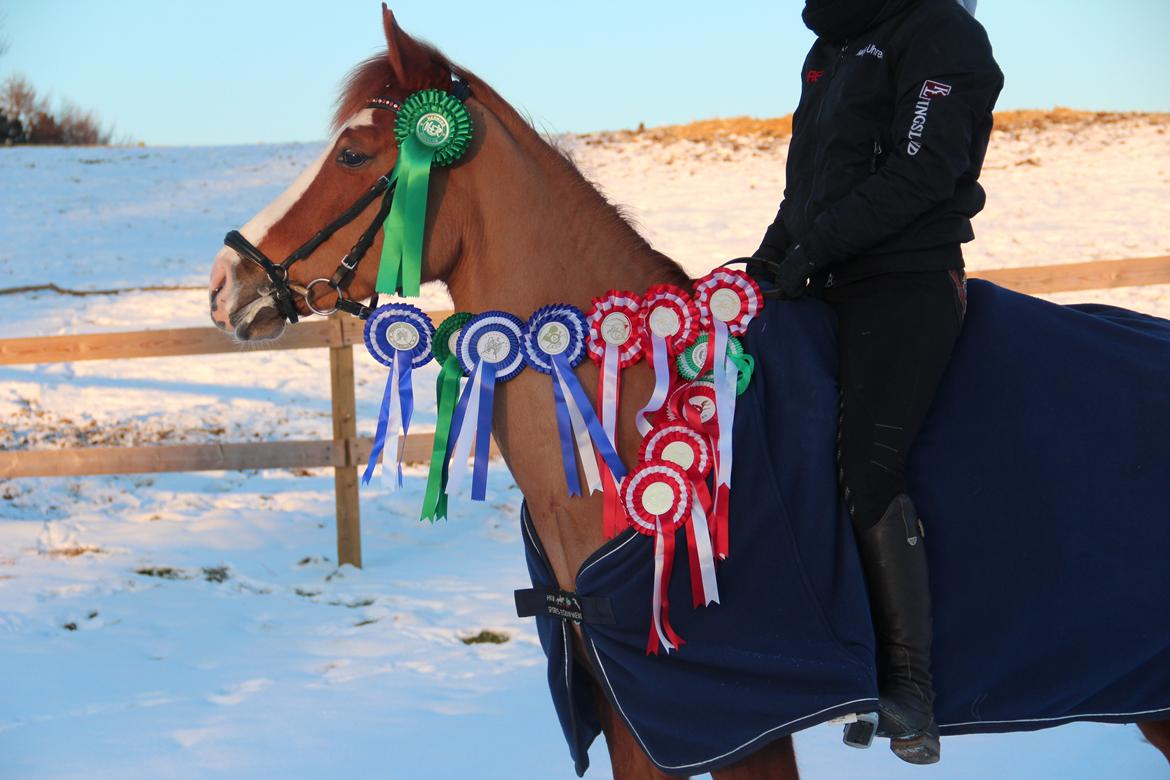 DSP • Times Chantel • B-pony - Det er ikke fordi at vi har væltet os i placeringer, men dem vi har betyder meget, og vi har kæmpet for dem! Blandt dem er der en fra Distriktmesterskabet og en fra vores første landsstævne <3 billede 6