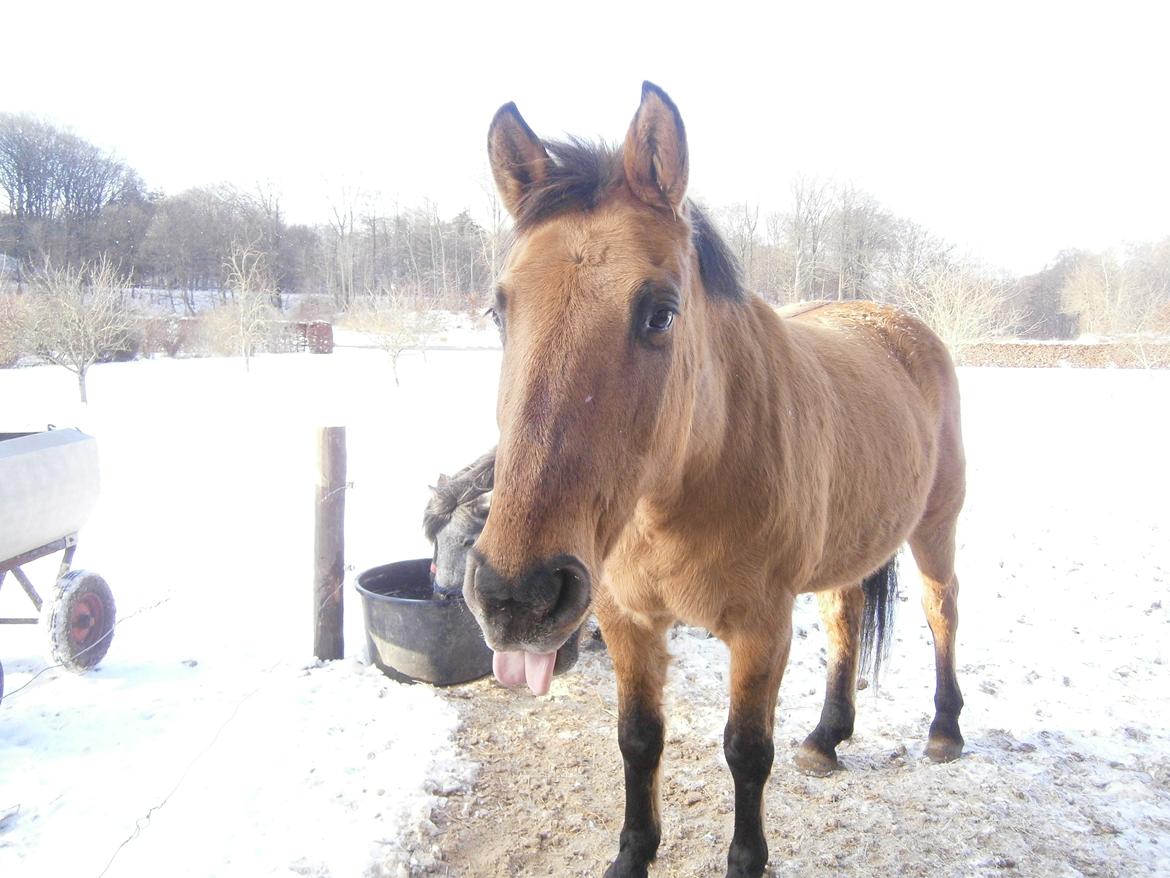 Anden særlig race Sweedy billede 7