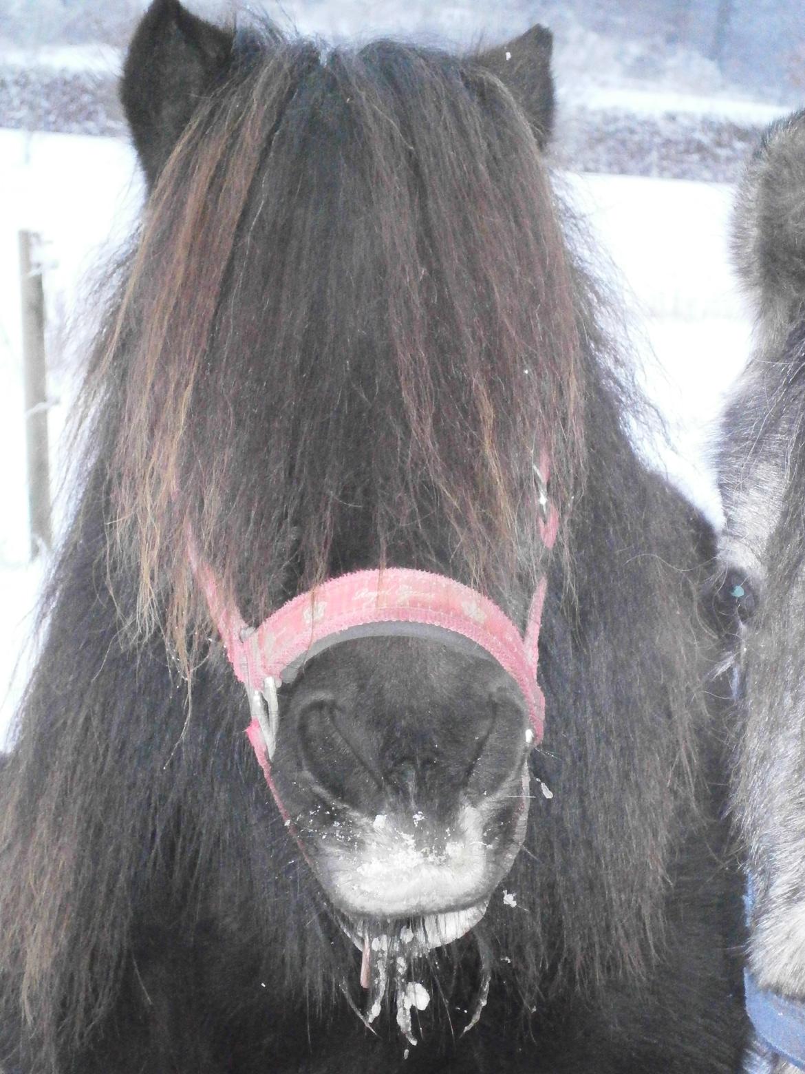 Shetlænder Milimeter billede 11