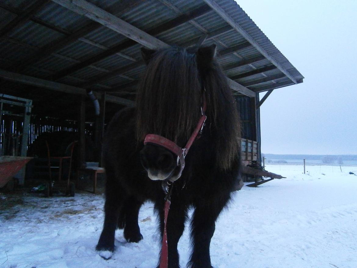 Shetlænder Milimeter billede 12