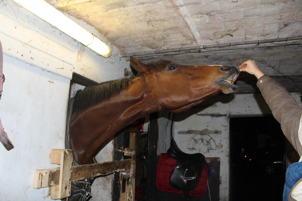 Dansk Varmblod Møgelmosegård´s Rositta billede 13