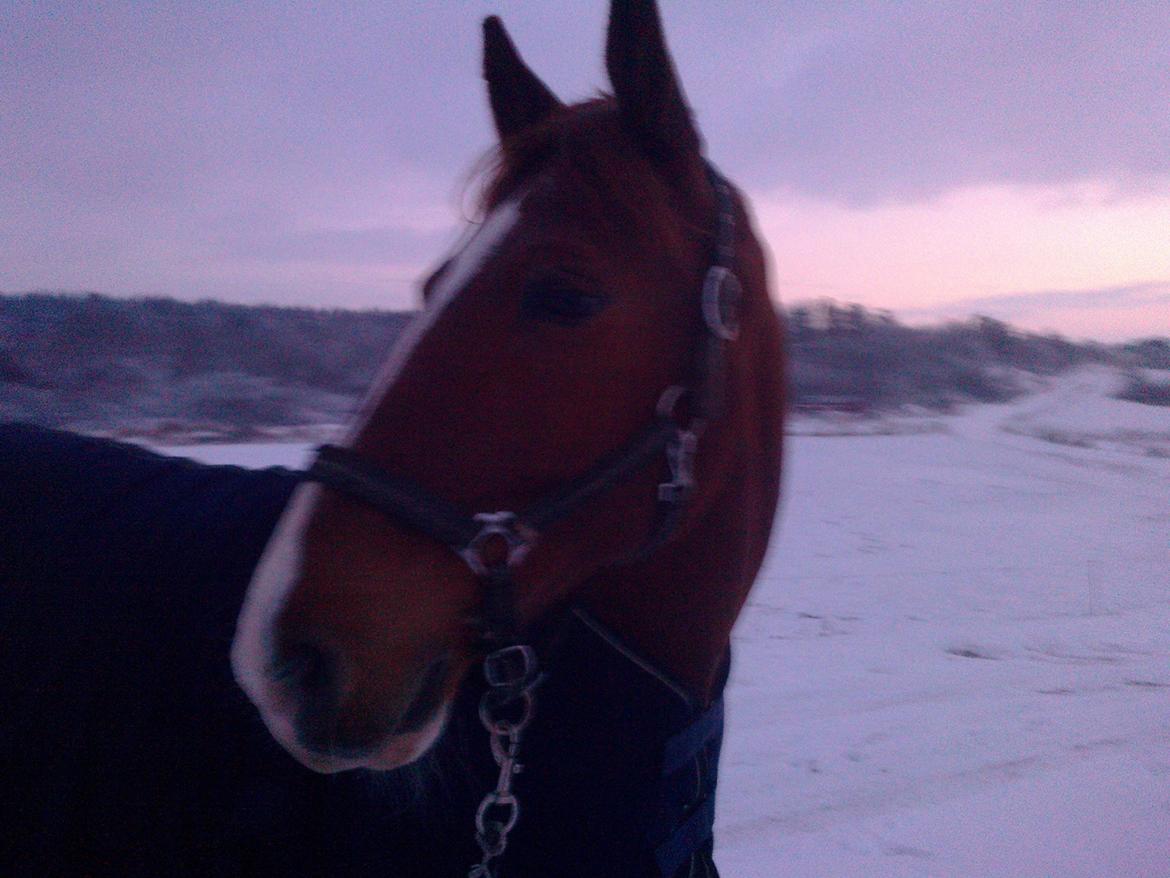 Frederiksborg JUNKER SØNDERGÅRD - Jeg har den smukkeste af dem alle <3 har aldrig troet jeg kunne elske en hest så meget igen... billede 8