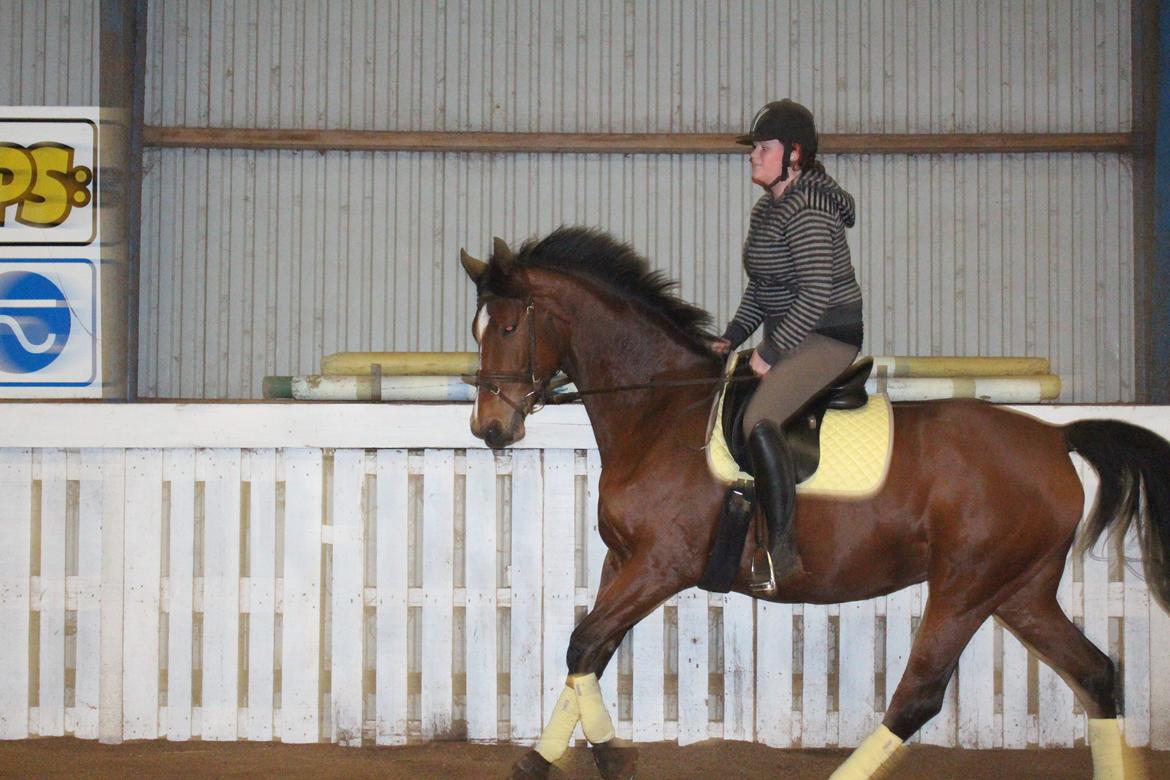 Dansk Varmblod Møgelmosegård´s Rositta billede 14