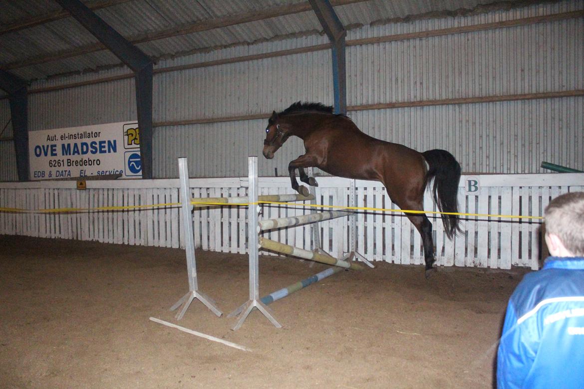 Dansk Varmblod Møgelmosegård´s Rositta billede 16