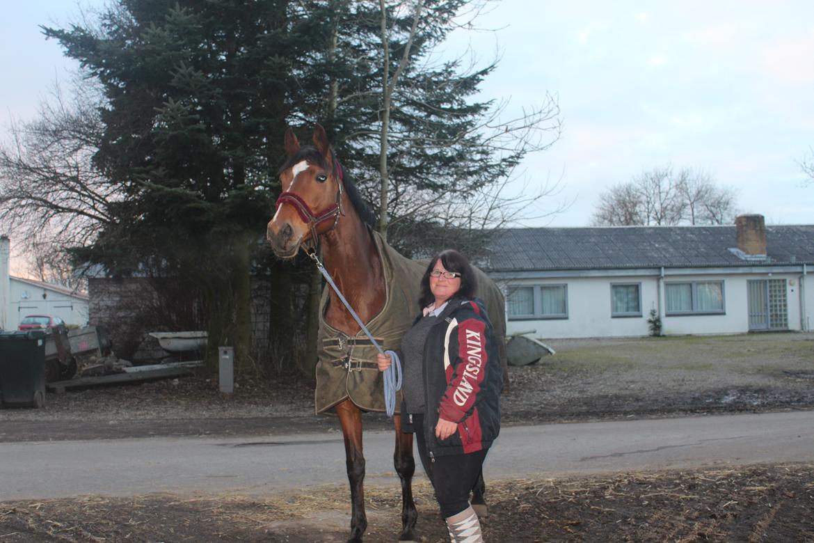 Dansk Varmblod Møgelmosegård´s Rositta billede 17