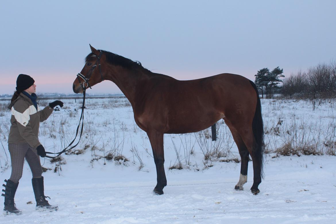 Dansk Varmblod Møgelmosegård´s Rositta billede 18