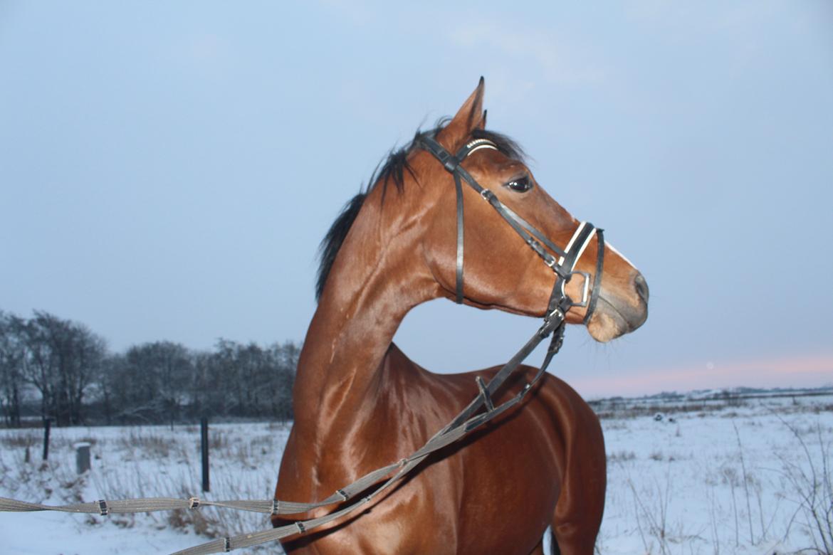 Dansk Varmblod Møgelmosegård´s Rositta billede 19