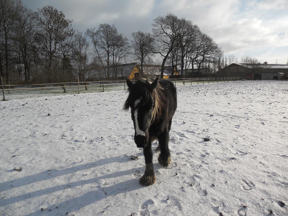 Irish Cob Sir Kalahan billede 1