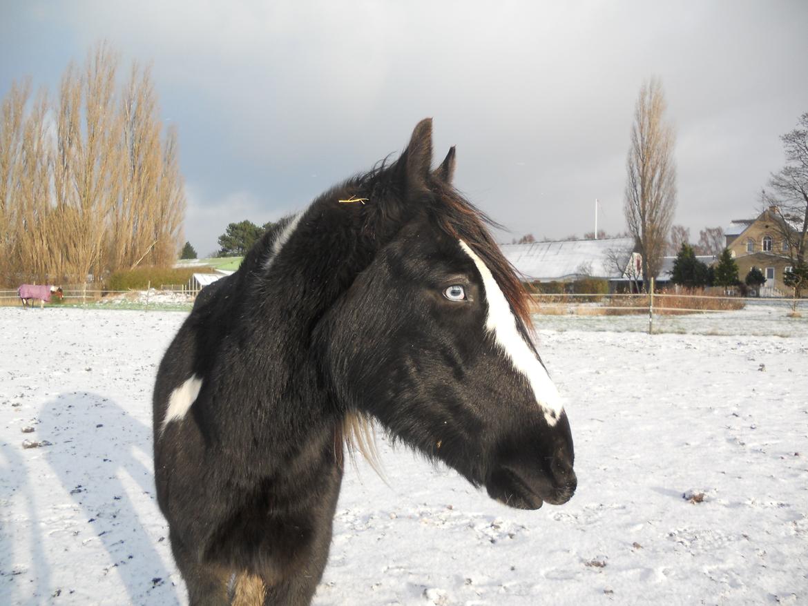 Irish Cob Sir Kalahan billede 3