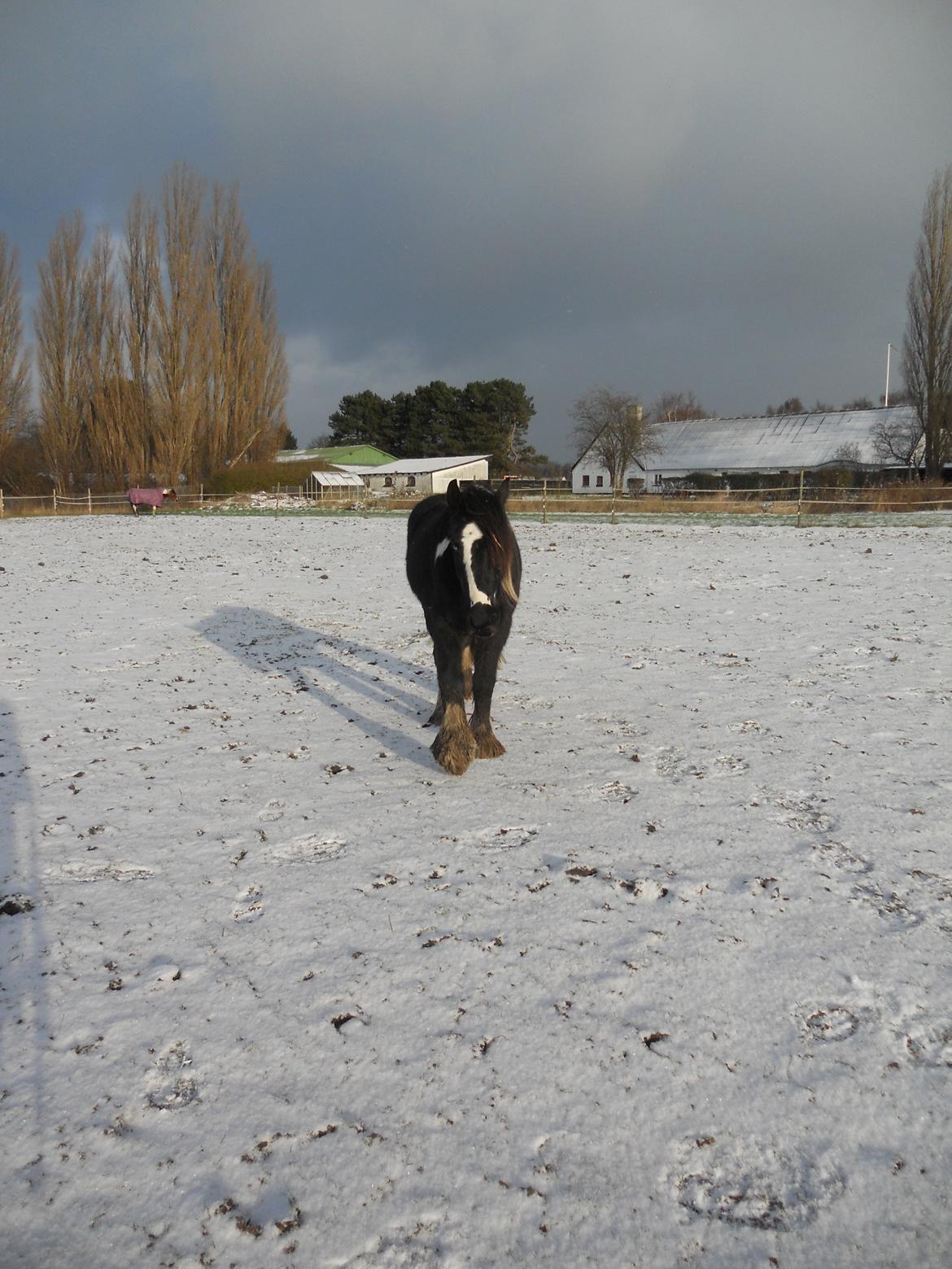 Irish Cob Sir Kalahan billede 4