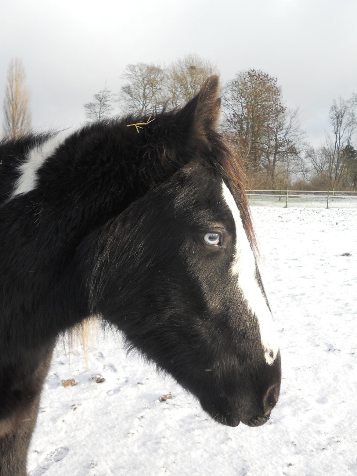 Irish Cob Sir Kalahan billede 6