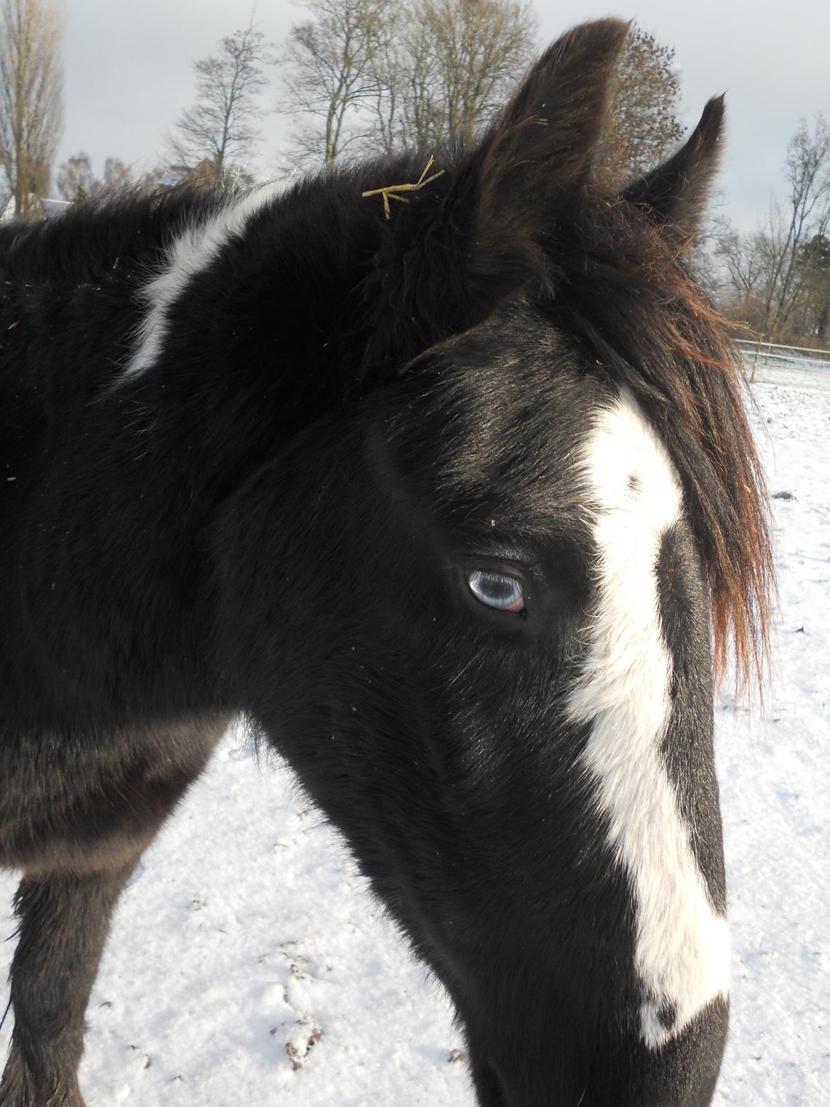 Irish Cob Sir Kalahan billede 7