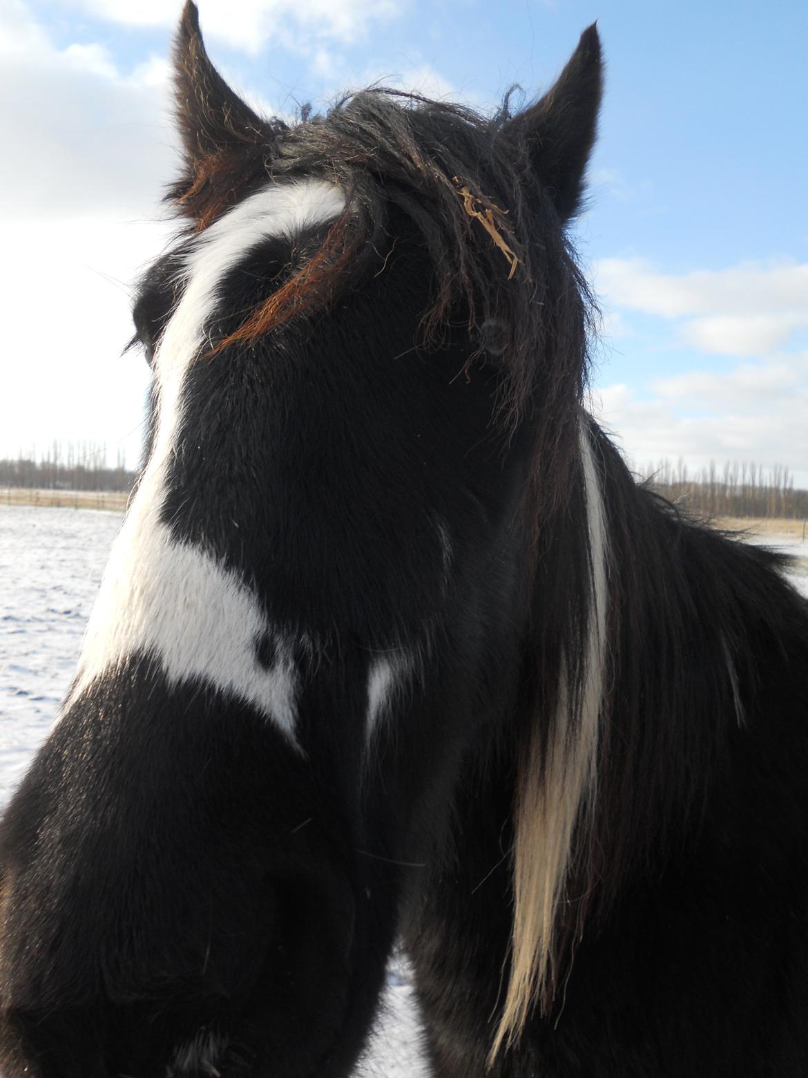 Irish Cob Sir Kalahan billede 8