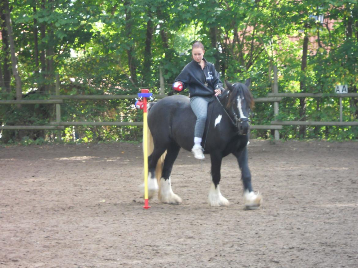 Irish Cob Sir Kalahan billede 10