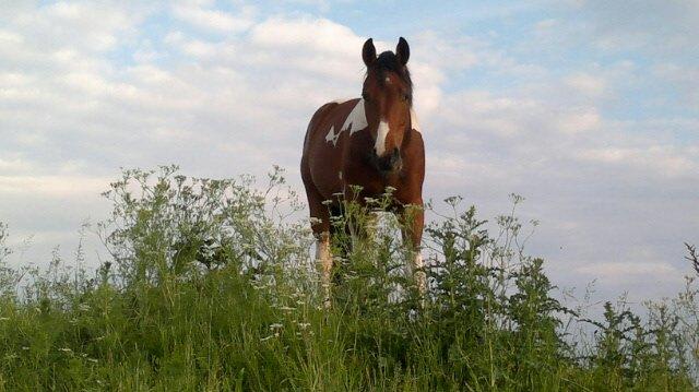 Pinto Check Me Out - Check Me Out billede 1