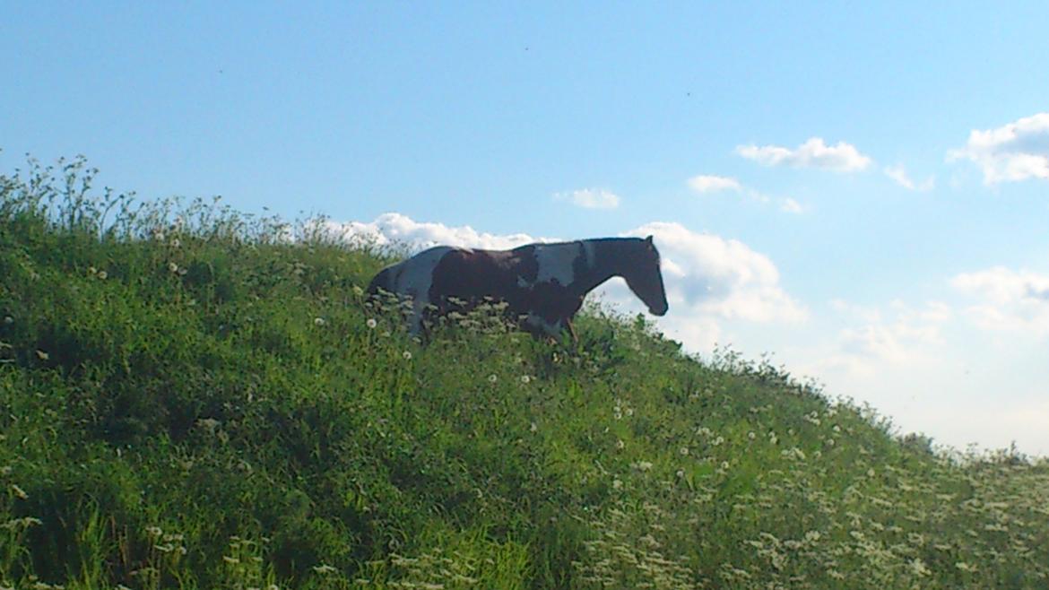 Pinto Check Me Out - Check Me Out billede 2