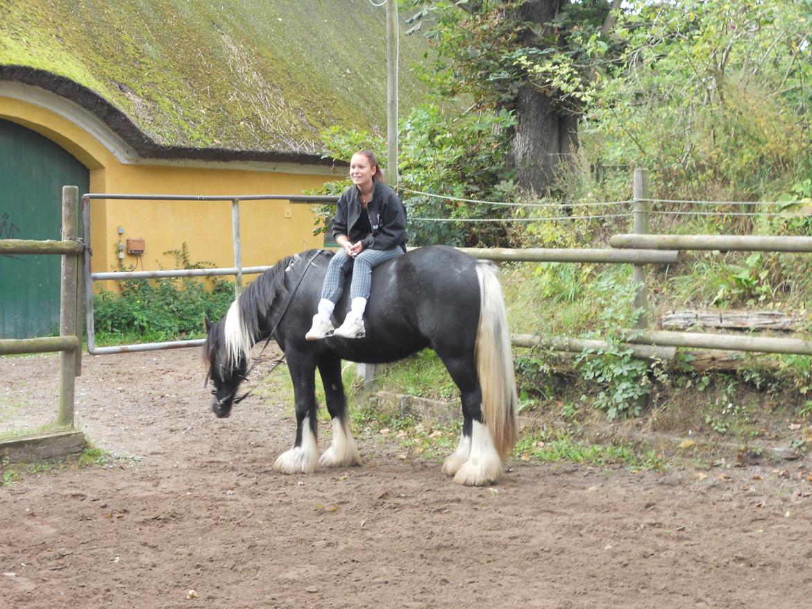 Irish Cob Sir Kalahan billede 11