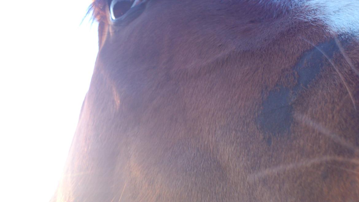 Pinto Check Me Out - Check Me Out billede 3