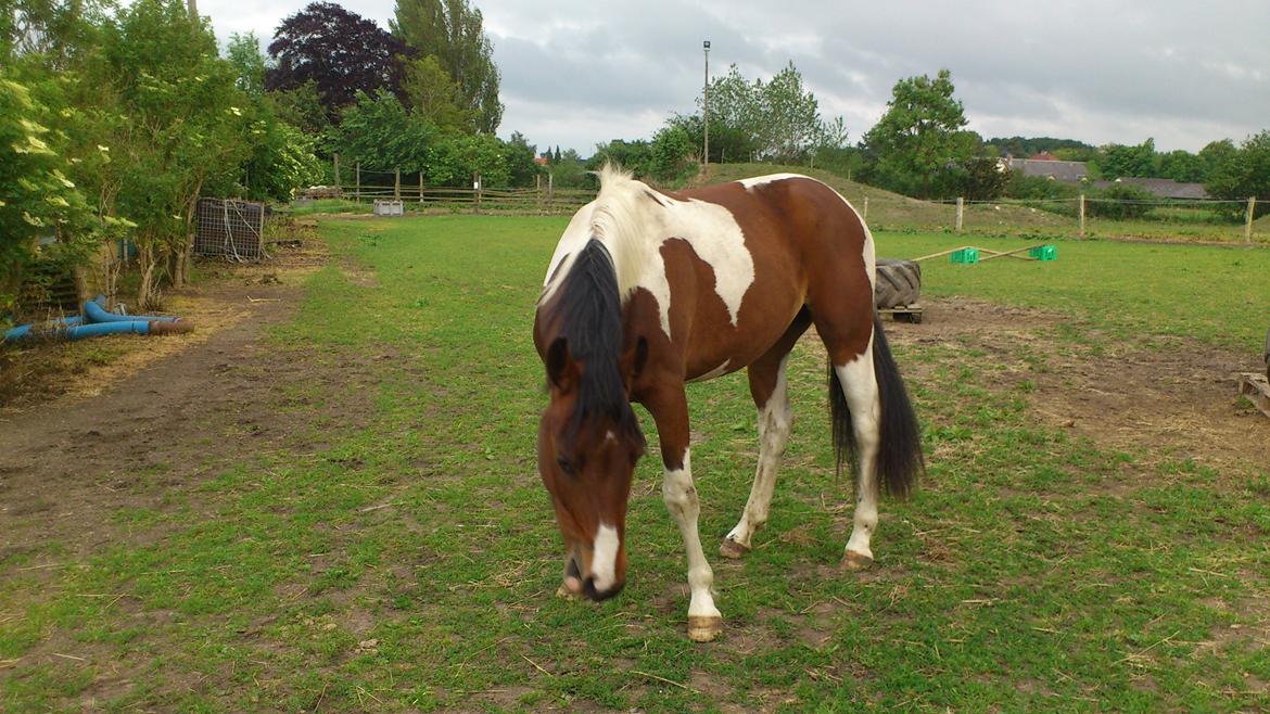 Pinto Check Me Out - Check Me Out billede 4