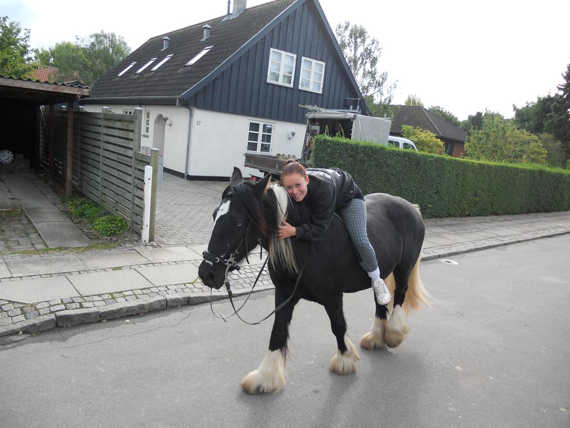 Irish Cob Sir Kalahan billede 13