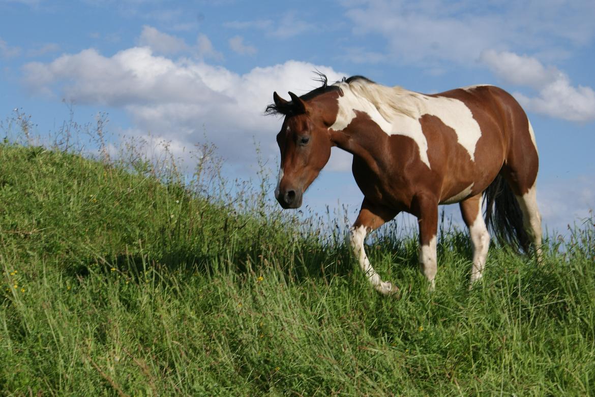 Pinto Check Me Out - Check Me Out billede 5