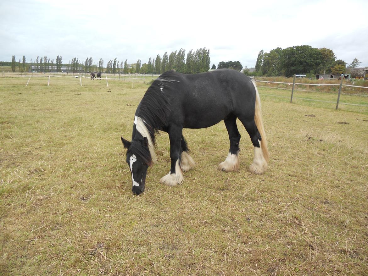 Irish Cob Sir Kalahan billede 14