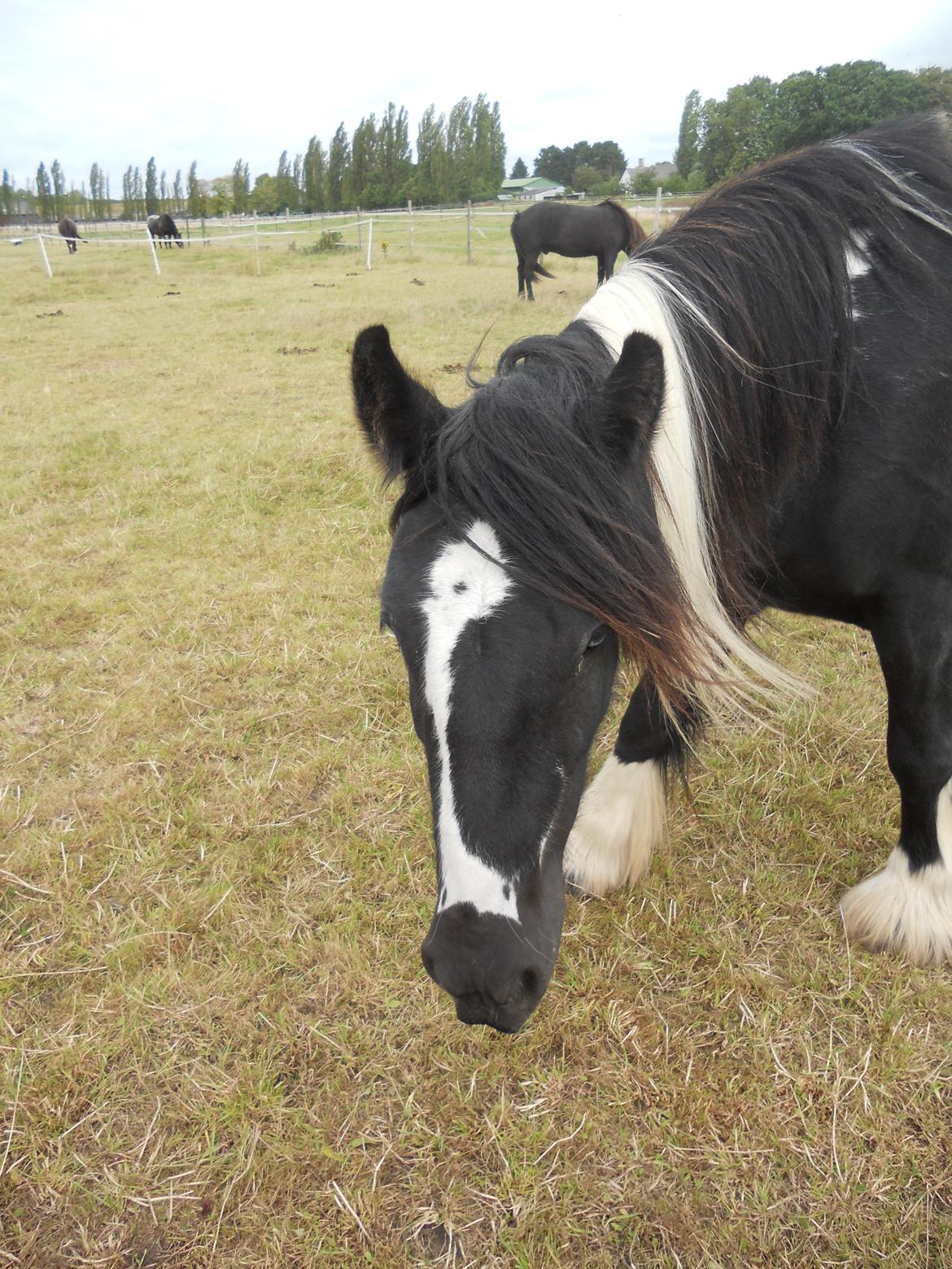 Irish Cob Sir Kalahan billede 15