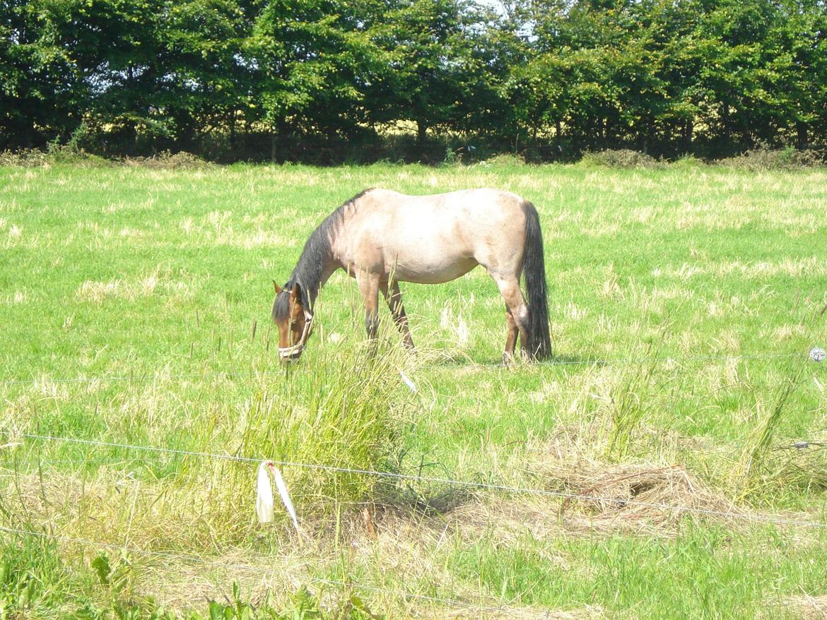 Anden særlig race Magic mix - Hygger mig hjemme på græs billede 4