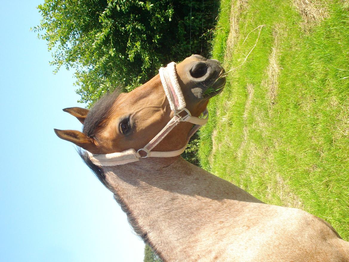 Anden særlig race Magic mix - I love you 4 ever billede 5