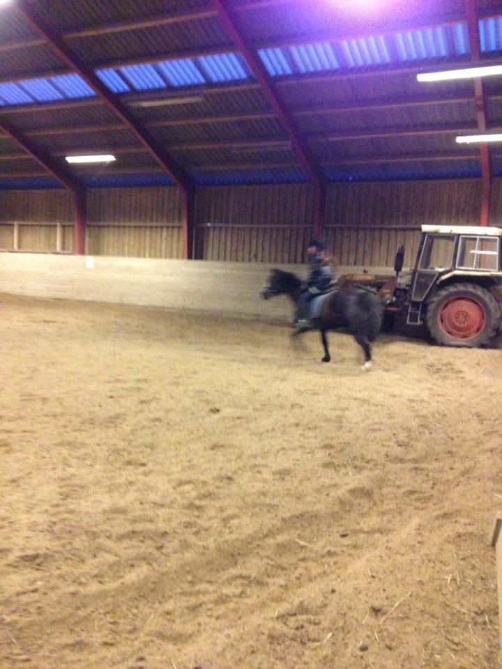 Hollandsk Sportspony bonfire {ridskole pony} billede 1
