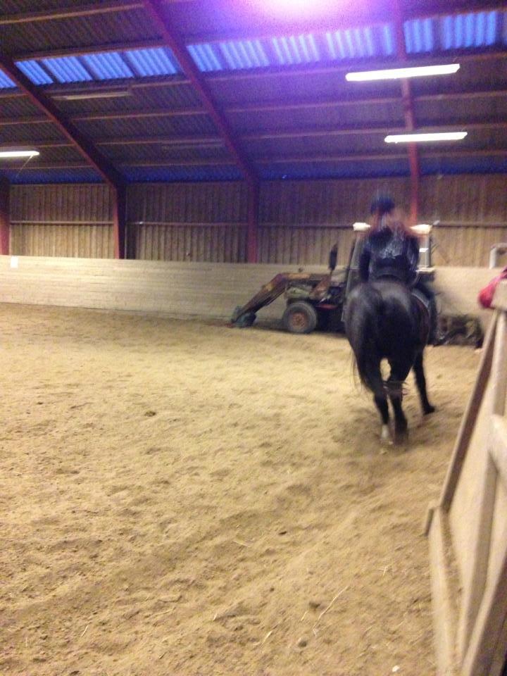 Hollandsk Sportspony bonfire {ridskole pony} billede 2