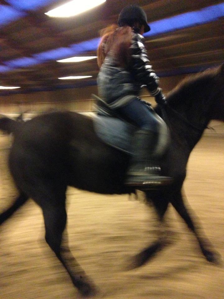 Hollandsk Sportspony bonfire {ridskole pony} billede 3