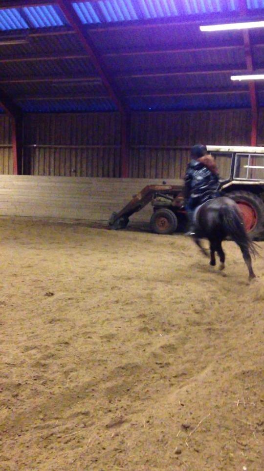 Hollandsk Sportspony bonfire {ridskole pony} billede 4