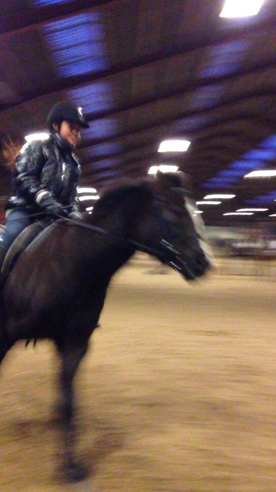 Hollandsk Sportspony bonfire {ridskole pony} billede 5