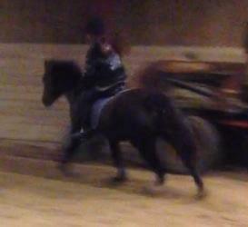 Hollandsk Sportspony bonfire {ridskole pony} billede 6