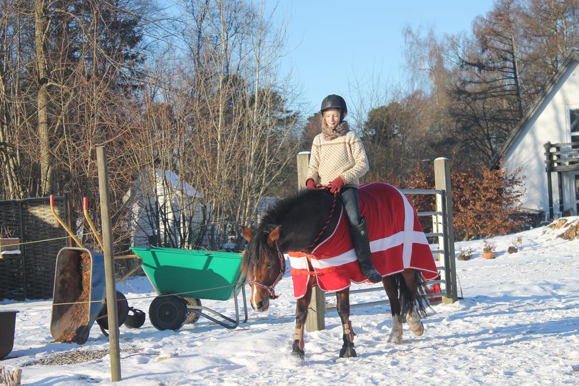 Anden særlig race La-Paloma - Ridning i cordeo!  billede 16