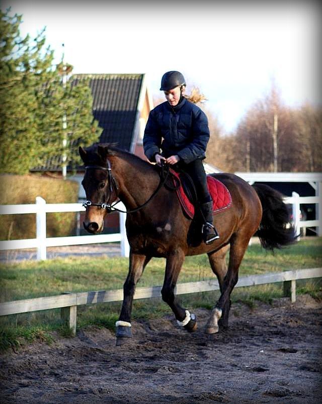 Anden særlig race Bjeldbaks Darling (Chauto) - Skøn galop! :-) billede 13