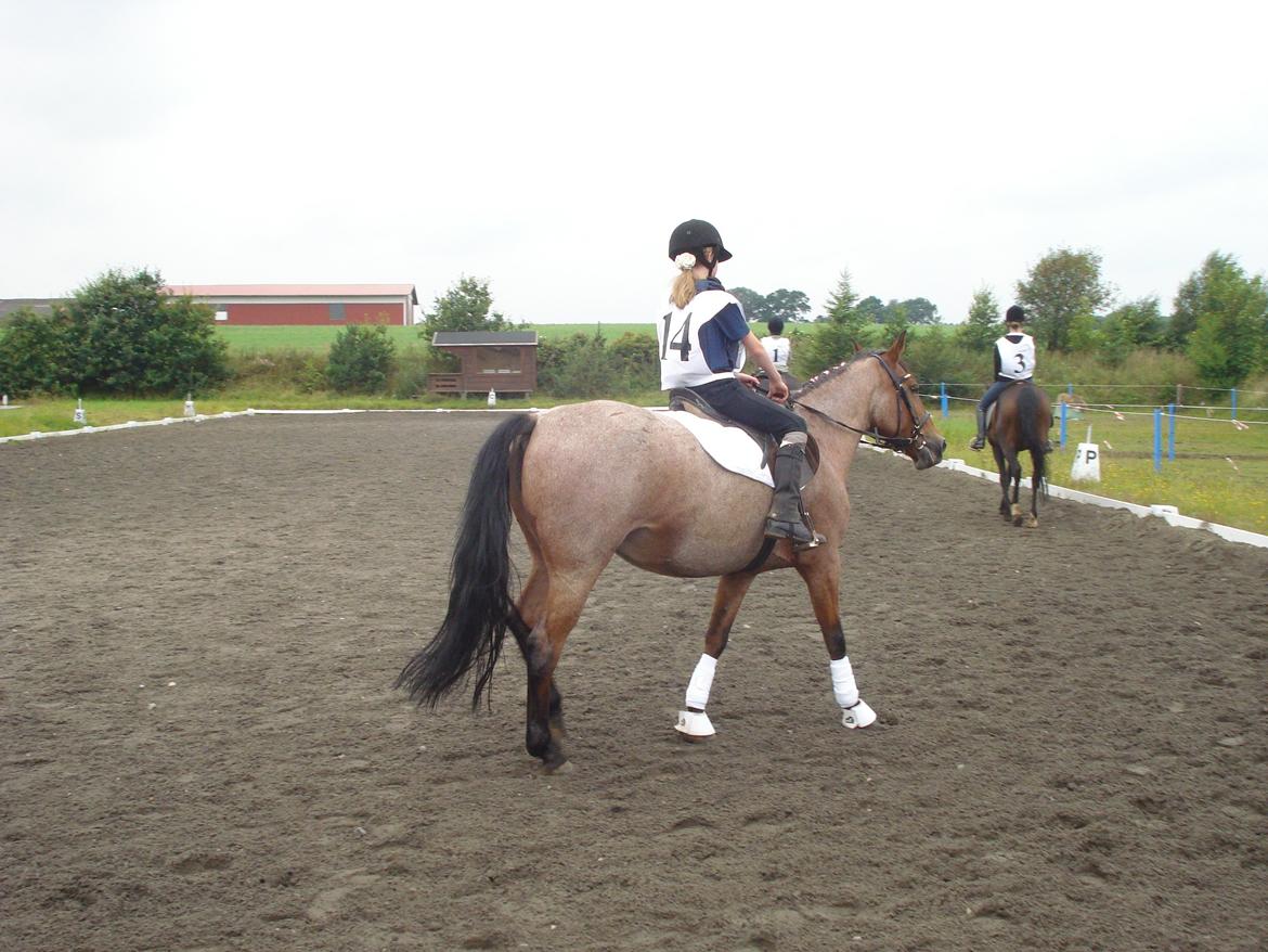 Anden særlig race Magic mix - På opvarmnings banen billede 6