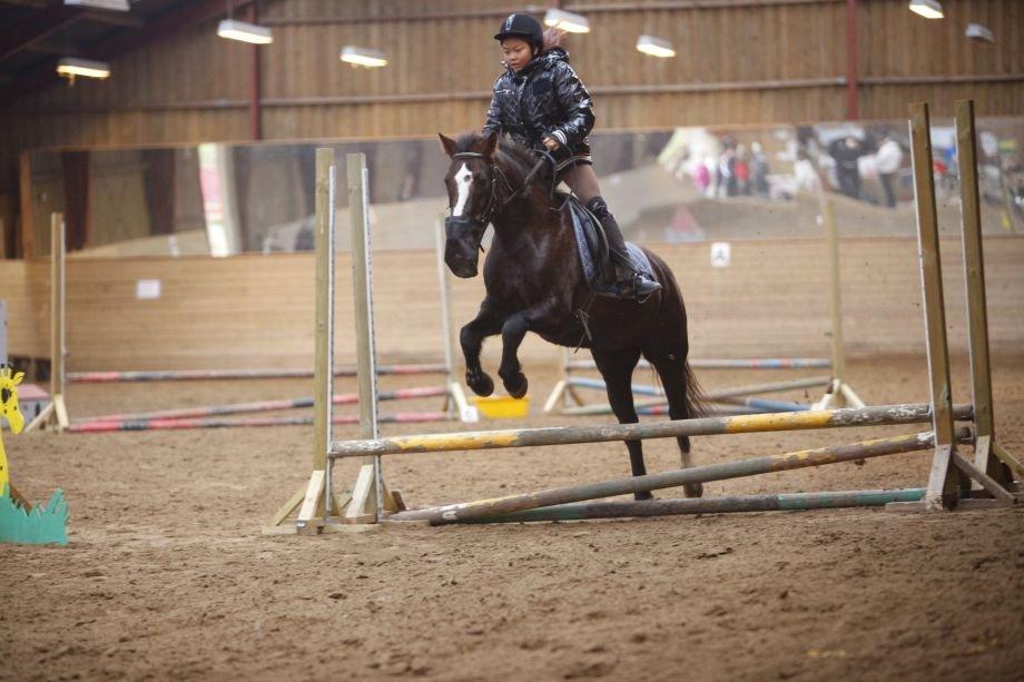 Hollandsk Sportspony bonfire {ridskole pony} billede 7