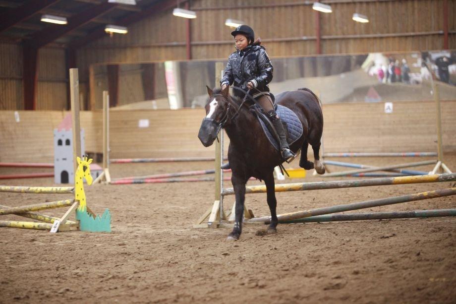 Hollandsk Sportspony bonfire {ridskole pony} billede 8