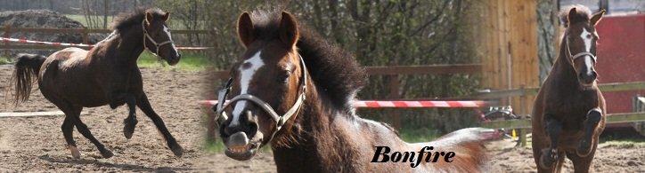 Hollandsk Sportspony bonfire {ridskole pony} billede 9