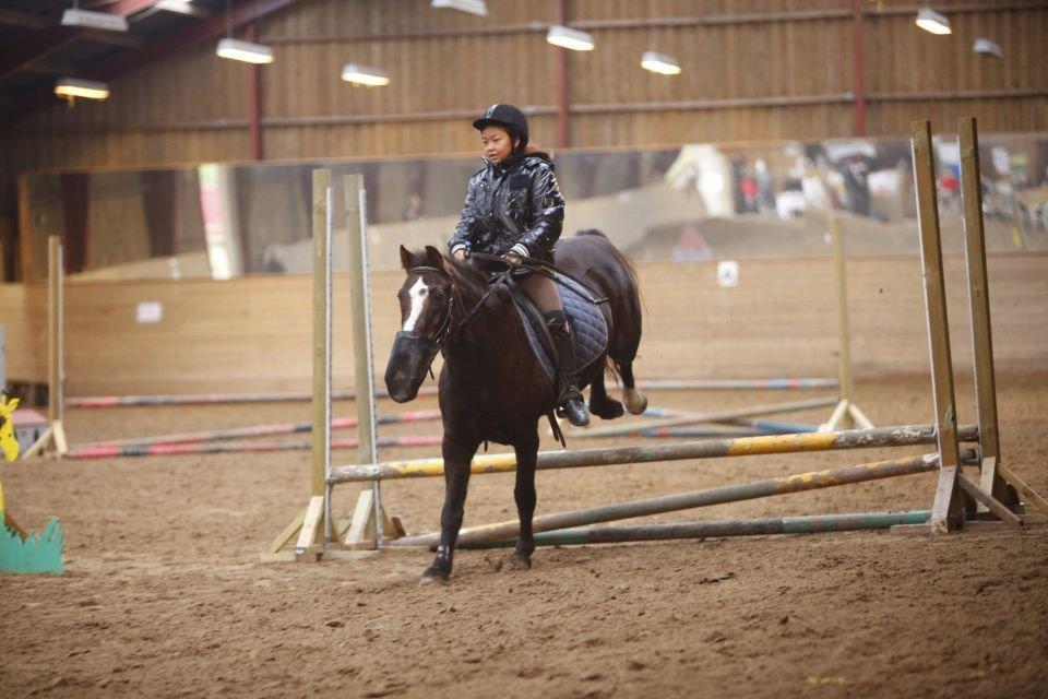 Hollandsk Sportspony bonfire {ridskole pony} billede 10