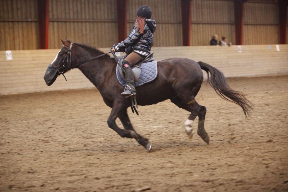 Hollandsk Sportspony bonfire {ridskole pony} billede 11